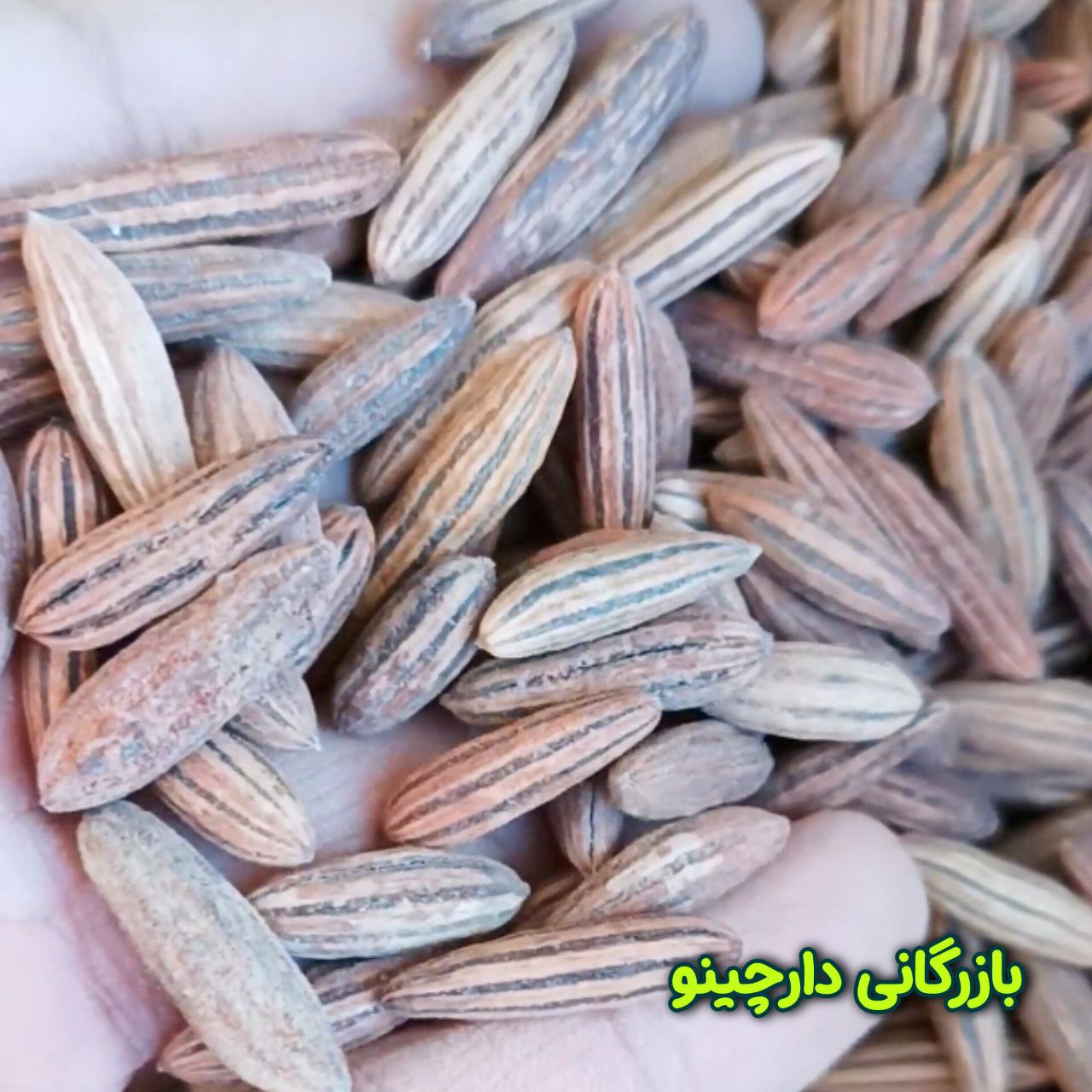 هسته سنجد