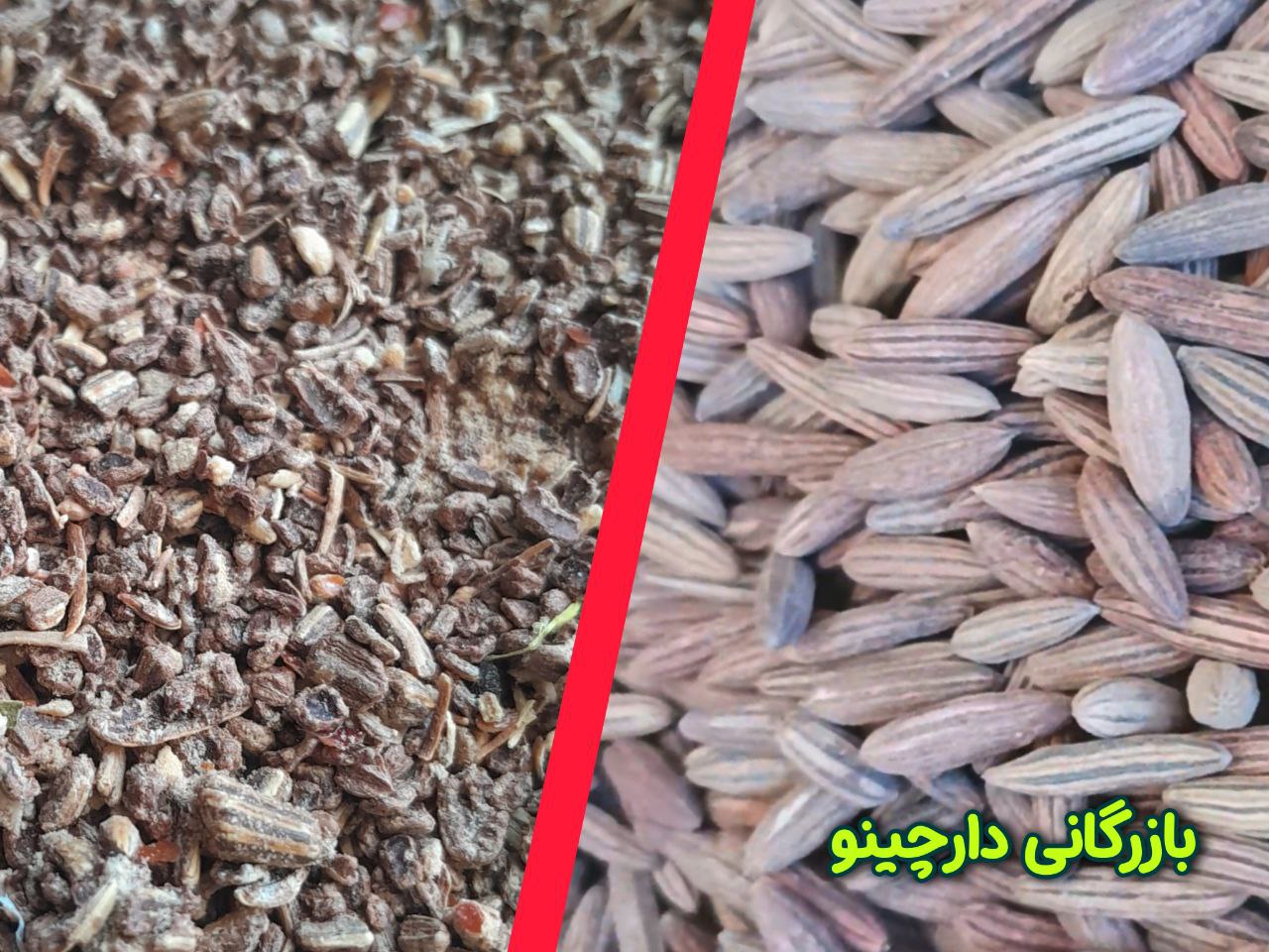 تفاوت هسته سنجد شکسته و سالم
