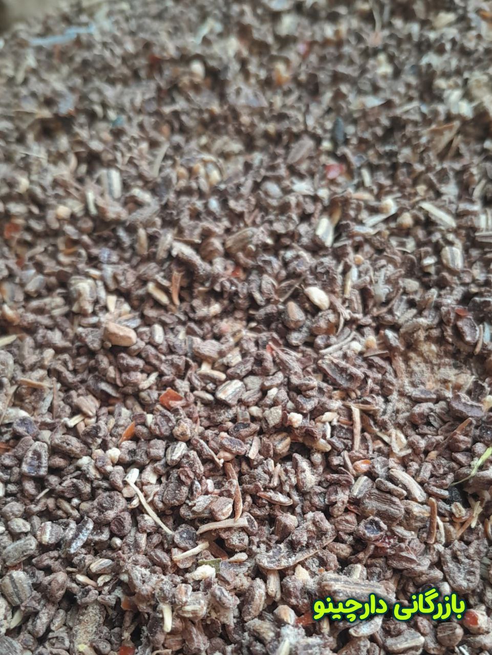 هسته سنجد شکسته